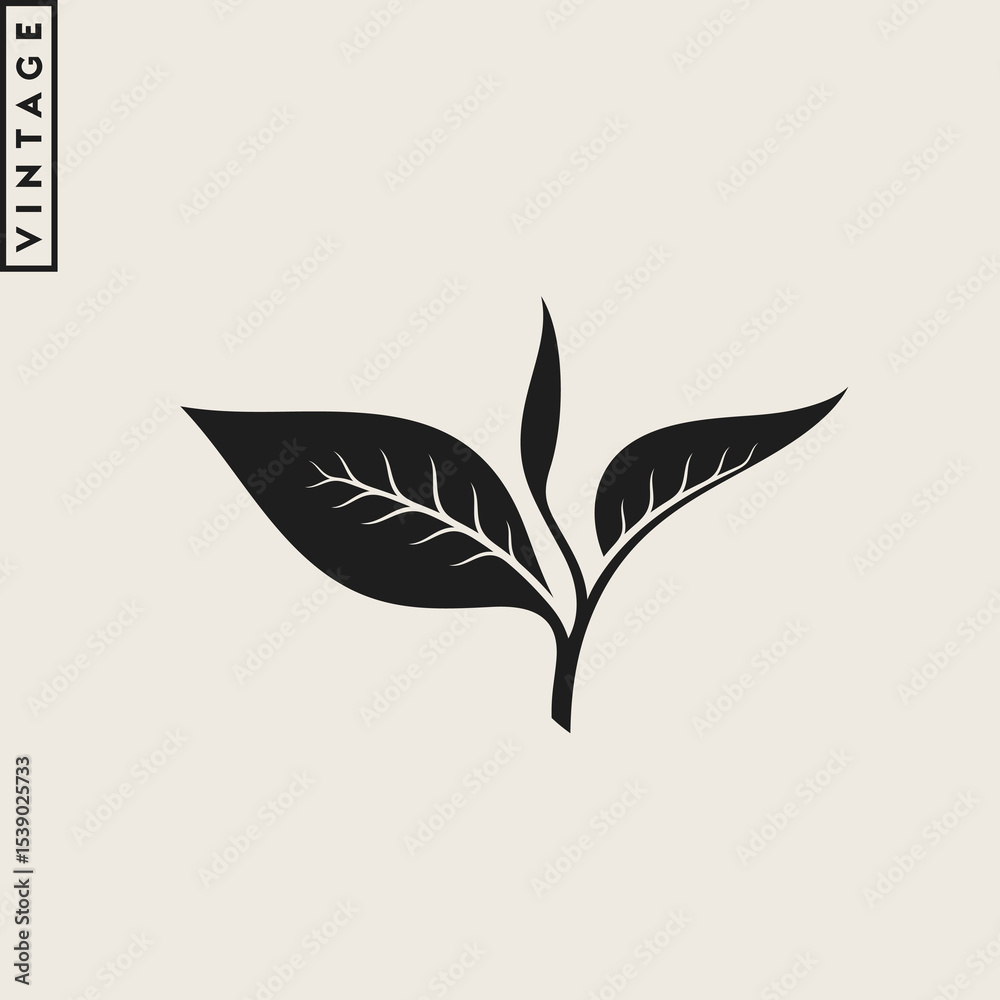 Fototapeta premium Black tea vector. Vintage style branch with leaves 