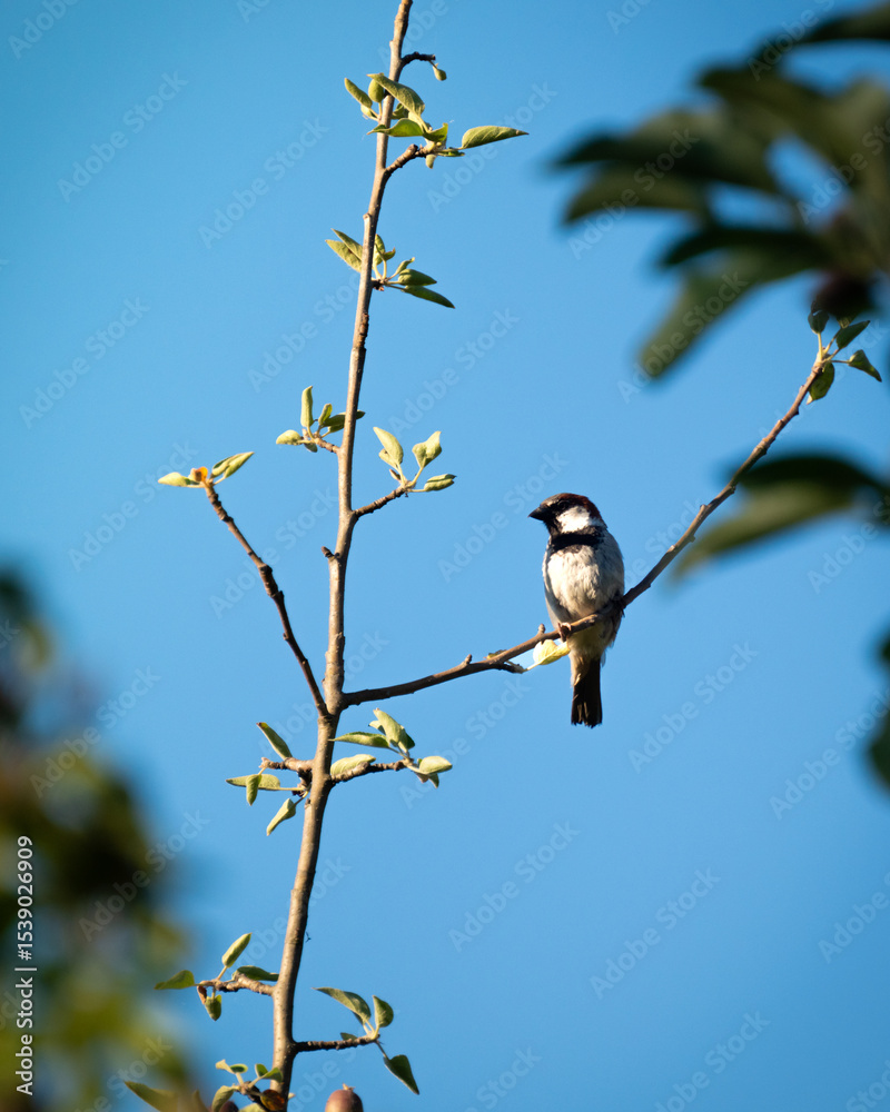 Obraz premium Peaceful Bird Perched in a Tree