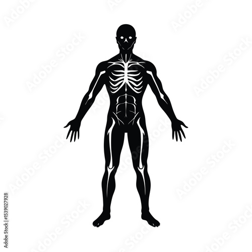  Anatomy vector silhouette