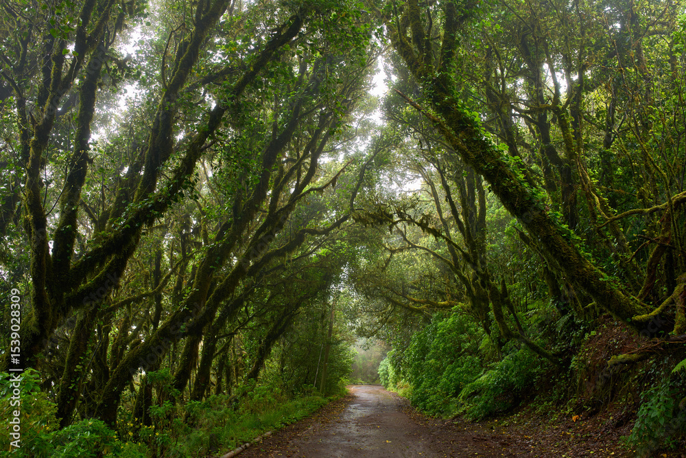 Fototapeta premium Wet trail through Anaga laurisilva forest