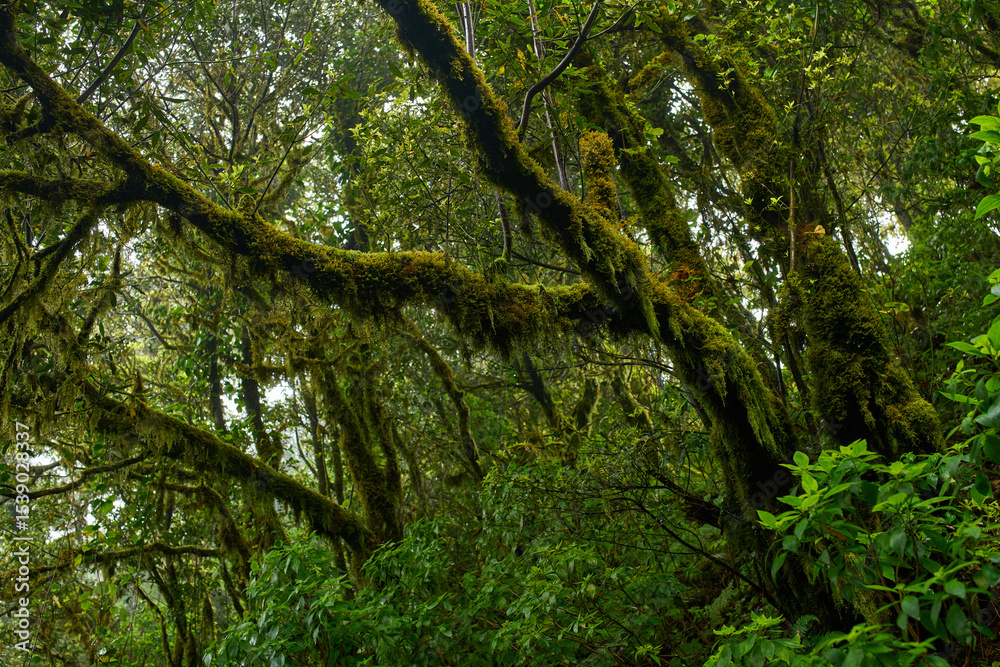 Fototapeta premium Ferns and moss in Anaga forest