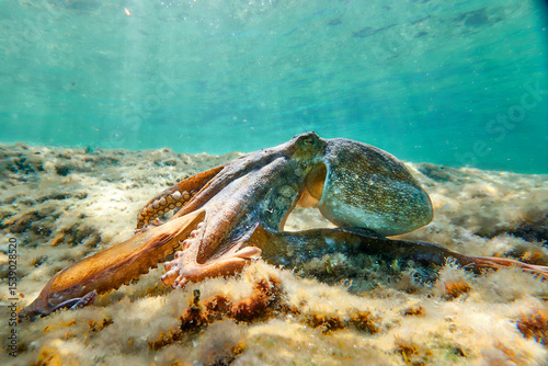Octopus (Octopus vulgaris Cuvier, 1797) or octopus is a cephalopod of the Octopodidae family at sea.
