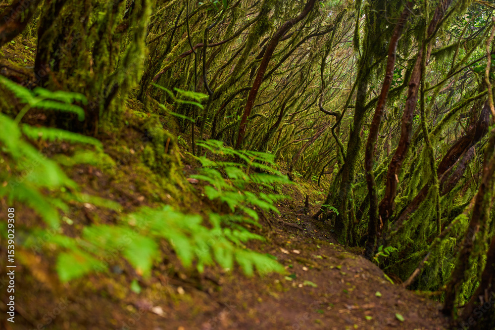 Obraz premium Ferns and moss in Anaga forest