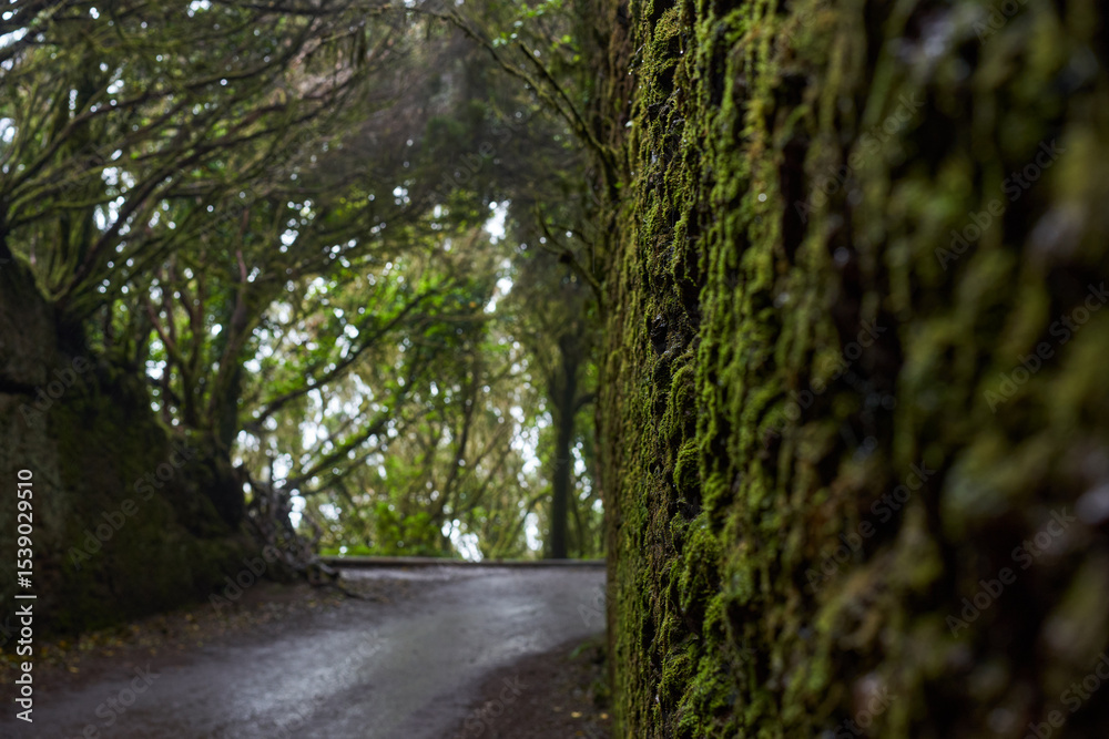 Naklejka premium Pico del Ingles mossy road tunnel