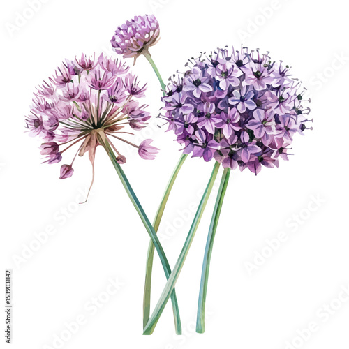 watercolor of A Allium Stem Bouquet, vector, isolated on a white background.