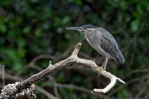 A heron waits on a tree branch waiting for a fish to pass by	