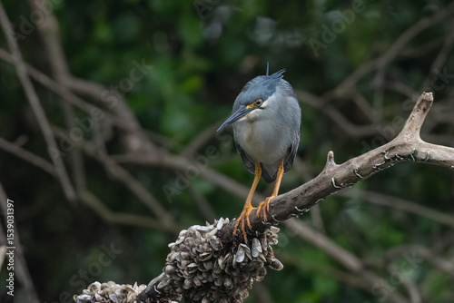 A heron waits on a tree branch waiting for a fish to pass by	