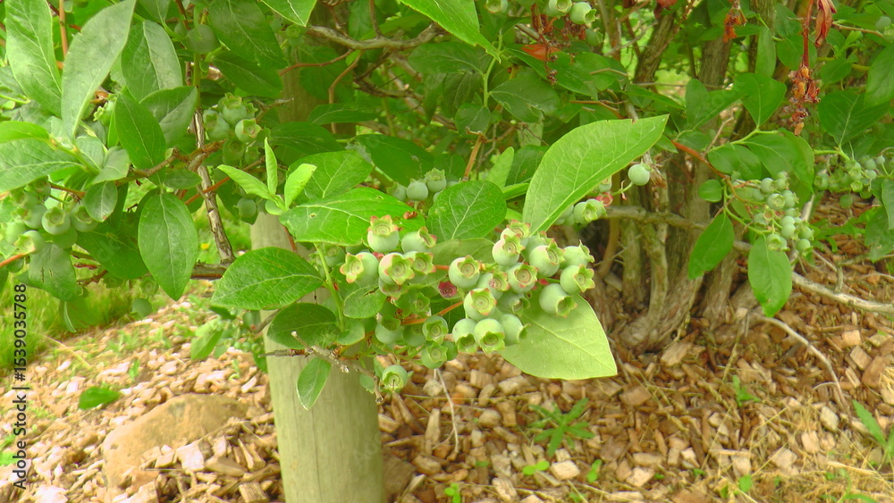 Obraz premium Blueberries