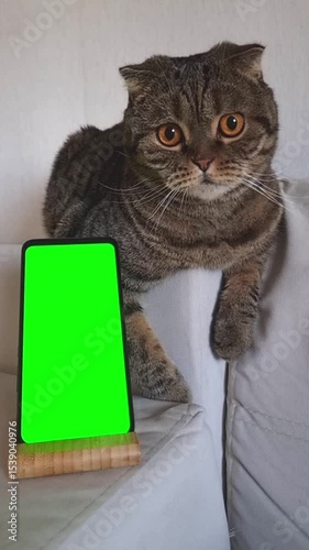 A striped fold-eared cat is lying on a light sofa, with a smartphone with a green screen standing vertically next to it.