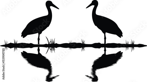 Two Birds Reflecting in Still Water – Elegant Symmetrical Nature Silhouette