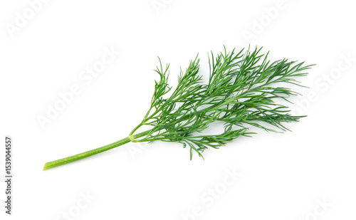 Fresh green dill branches isolated on white, top view.