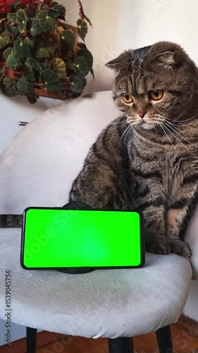 A lop-eared cat with golden eyes is sitting on a chair, and a smartphone with a green screen stands horizontally next to it. 