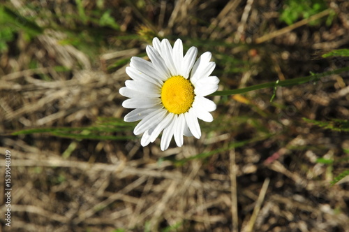 Cheerful daisy im the field
