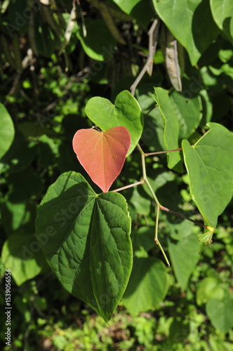 Heart shaped redbud leaf in the spring