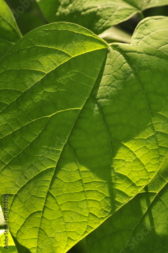 Catalpa leaf backlit