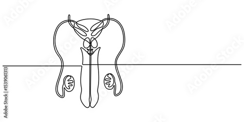 male reproductive system continuous one line drawing, Digital illustration of male reproductive system, Male reproductive system icon in outline style isolated on white background. Organs symbol stock