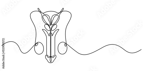 male reproductive system continuous one line drawing, Digital illustration of male reproductive system, Male reproductive system icon in outline style isolated on white background. Organs symbol stock