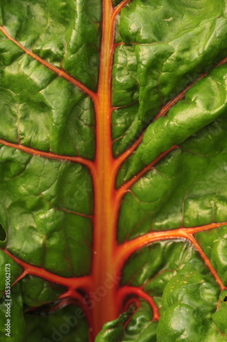Chard leaf closeup