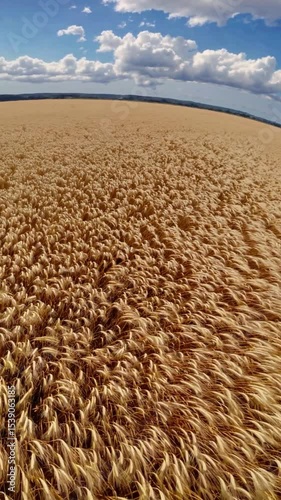 Vertical Flying over golden wheat field, ears are swaying by wind, closeup view in agricultural field in summer day, growing cereals. Drone shot with blue bright sky