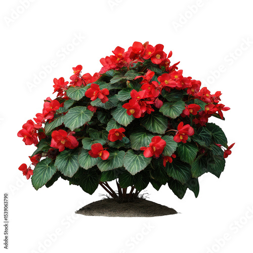 Red begonia plant in full bloom on transparent background