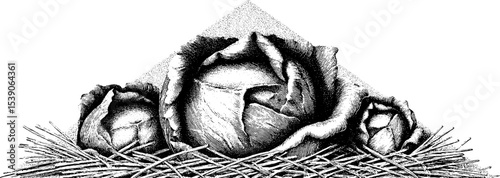 Vintage style cabbage heads with straw mulch in engraving design
