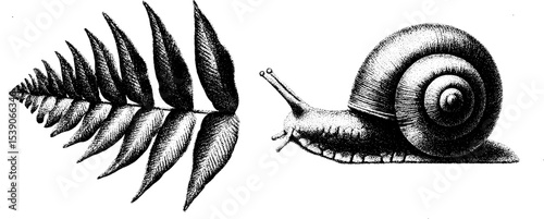 Intricate dotwork tattoo design of fern leaf and snail in black ink