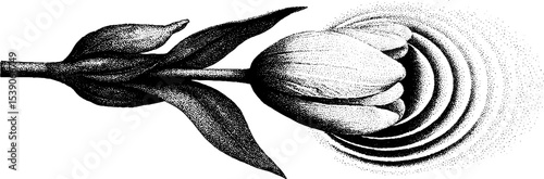 Flower bud with raindrop ripple in clean line style for nature-inspired designs