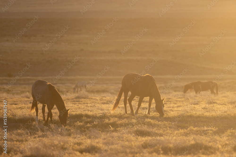 Fototapeta premium Wild Horses in Spring in the Utah Desert