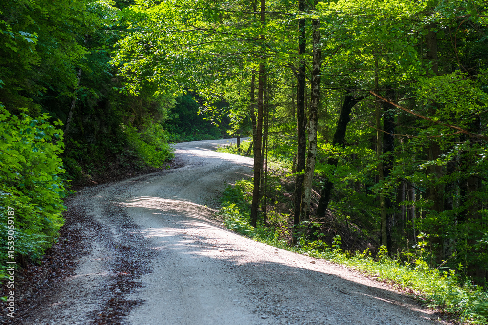 Fototapeta premium A peaceful forest alley stretches into the distance, flanked by tall green trees with lush canopies. Sunlight filters softly through the leaves, casting dappled light on the earthy path.