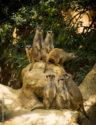 These meerkats was photographed In Pécs, hungary. 