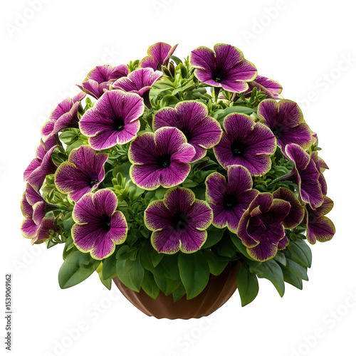 Purple petunia flowers in pot on transparent background