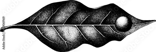 Elegant leaf vein with dew drop in clean line style for nature design