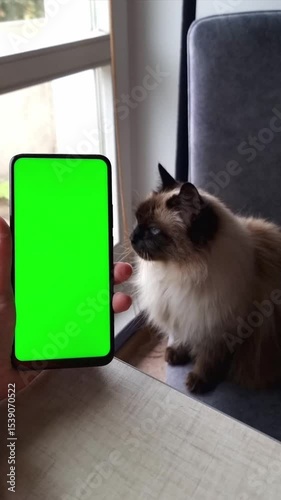 The hand holds a smartphone with a green screen, against the background of a cat sitting on a chair. Vertical video.