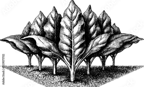 Vintage engraving of seed packet with planting row for botanical art and garden design