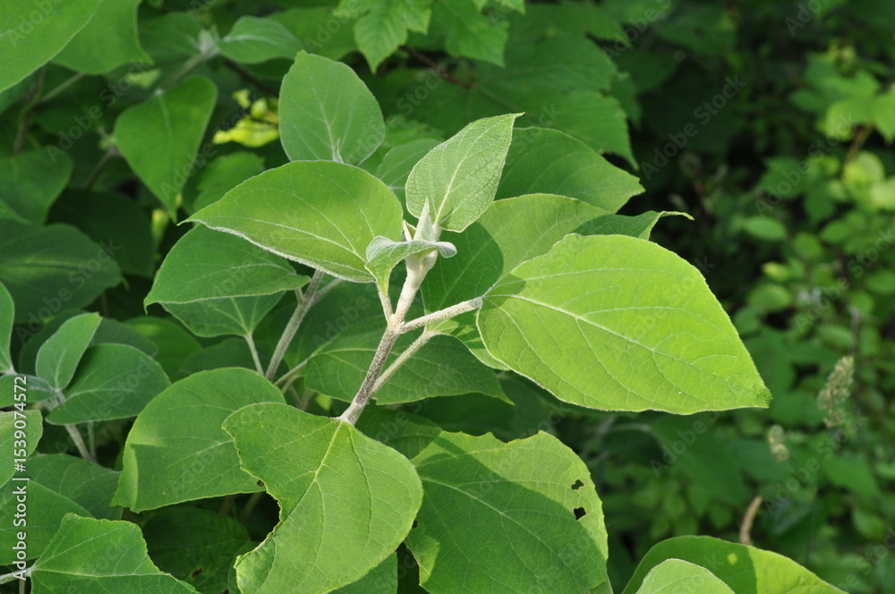 Obraz premium Clerodendrum trichotomum - Korean Glorybower Tree with Leaves and Flowers