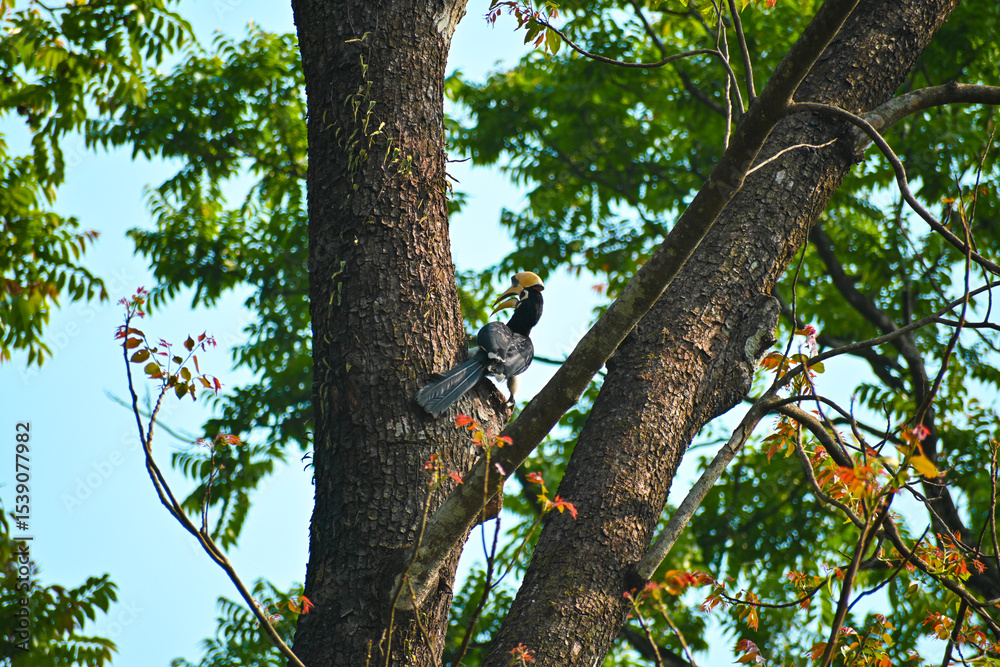 Obraz premium Oriental Pied Hornbill