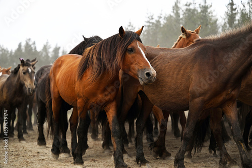 Wild Horses