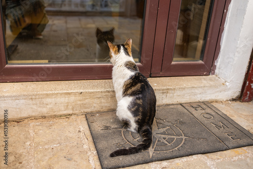 Curious cat gazes through glass door. Home longing, animal behavior, and cozy domestic atmosphere.
