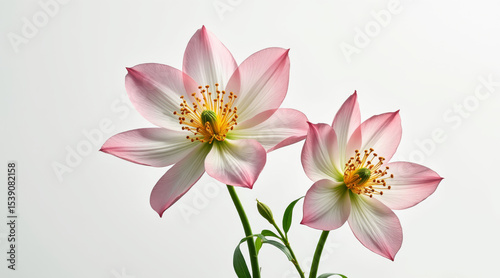 Two elegant pink anemone flowers isolated on white background