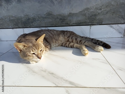 Peaceful Tabby Cat Resting on White Tiled Floor