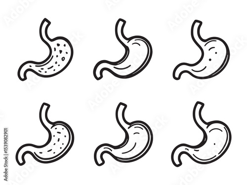 Stomach organ vector line drawing anatomy