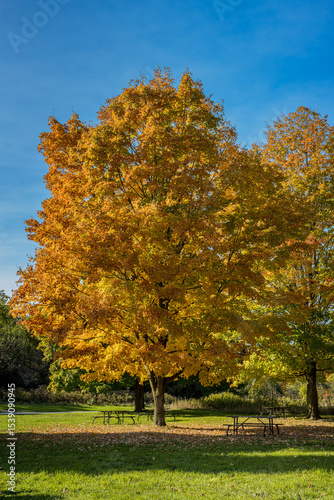 Bronte Creek Provincial Park Picnic area during the autumn, Ontario, Canada