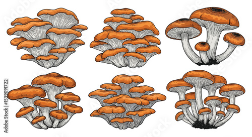 A Comprehensive Guide to Identifying and Understanding the World of Wild Edible Mushrooms
