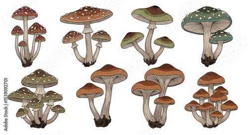 A Detailed Study of Clustered Mushrooms Exploring Biology Nature and Ecosystem Dynamics for Science