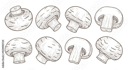 Detailed Mushroom Vector Illustration for Edible Fungi Identification and Mycological Study Project