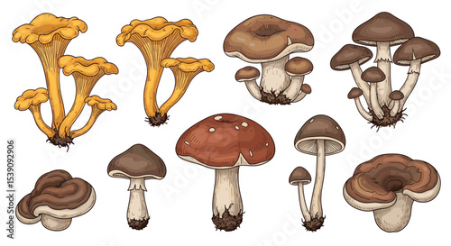 The Enigmatic World of Fungi Exploring Varieties Habitats and Ecological Importance of Mushrooms