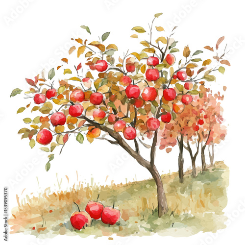 Apple Orchard In Fall, watercolor painting vector, isolated on a white background.