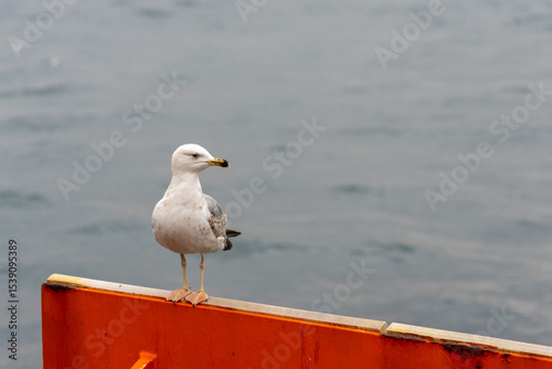 A seagull sits on the shore of the Bosphorus Strait