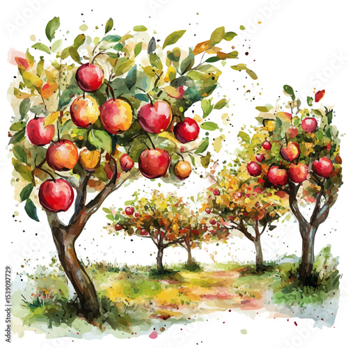 Apple Orchard In Fall, watercolor drawing vector, isolated on a white background.