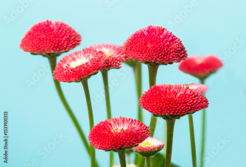 Flowers of the common daisy, red, in full bloom on a blue background.